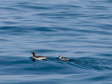 Guillemot, Uria Aalge, genç ve bekar bir yetişkin, Yorkshire, Ağustos 2024