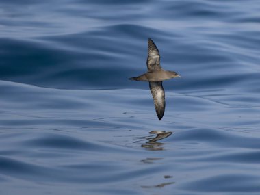 Sooty yelkovan suyu, Puffinus griseus, denizde uçan tek kuş, Yorkshire, Ağustos 2024