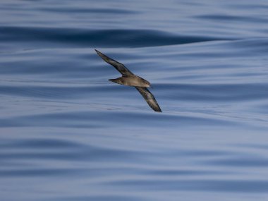 Sooty yelkovan suyu, Puffinus griseus, denizde uçan tek kuş, Yorkshire, Ağustos 2024