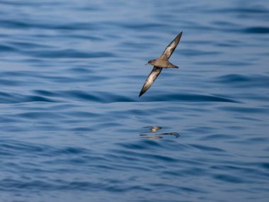 Sooty yelkovan suyu, Puffinus griseus, denizde uçan tek kuş, Yorkshire, Ağustos 2024