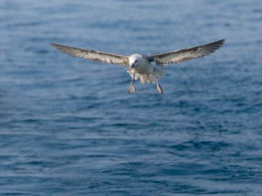 Fulmar, Fulmarus buzulu, uçuşan tek kuş, Yorkshire, Ağustos 2024