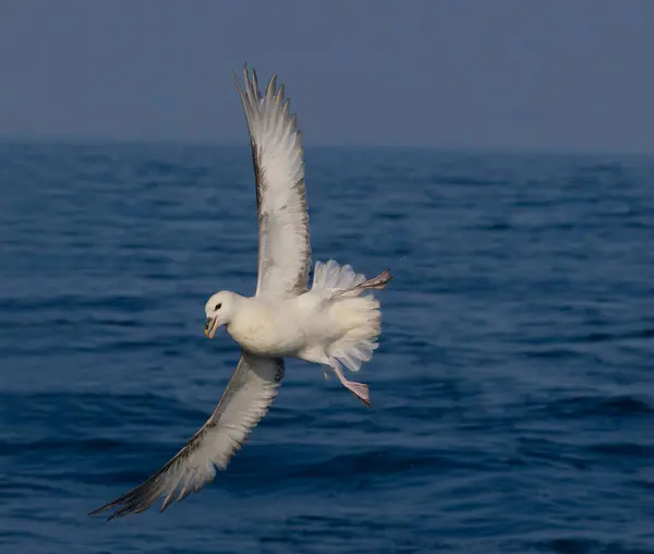 stock image Fulmar, Fulmarus glacialis, single bird in flight, Yorkshire, August 2024