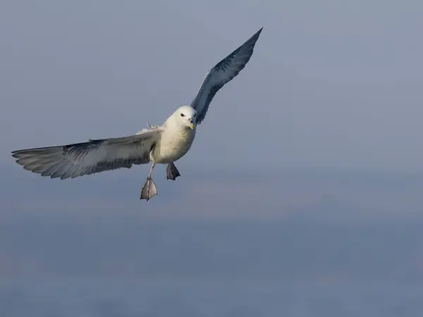 stock image Fulmar, Fulmarus glacialis, single bird in flight, Yorkshire, August 2024