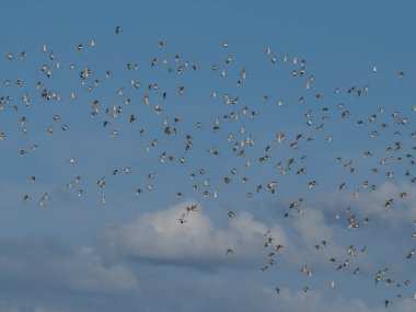 Siyah kuyruklu mankafa, Limosa limozası, Norfolk, Ağustos 2024