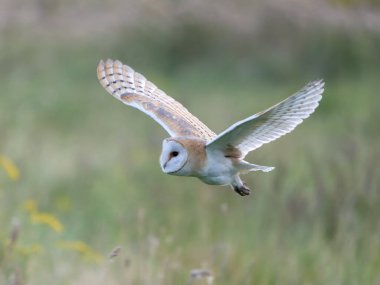 Ahır baykuşu, Tyto Alba, uçan tek kuş, Teeside, Ağustos 2024