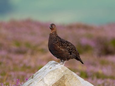 Kızıl orman tavuğu, Lagopus lagopus scotica, çiçekli fundalıkta kayadaki tek kuş, Yorkshire, Ağustos 202