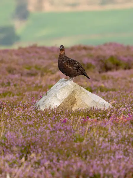 stock image Red grouse, Lagopus lagopus scotica, single bird on rock in flowering heather, Yorkshire, August 202