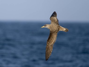 Cory's shearwater, Calonectris borealis, Single bird in flight, Off the Scilly Isles, UK, August 2024 clipart