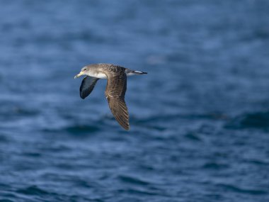 Cory 'nin yelkovan suyu, Calonectris borealis, uçan tek kuş, Scilly Adaları açıklarında, İngiltere, Ağustos 2024