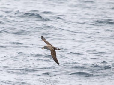 Cory 'nin yelkovan suyu, Calonectris borealis, uçan tek kuş, Scilly Adaları açıklarında, İngiltere, Ağustos 2024