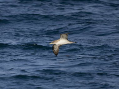 Cory 'nin yelkovan suyu, Calonectris borealis, uçan tek kuş, Scilly Adaları açıklarında, İngiltere, Ağustos 2024