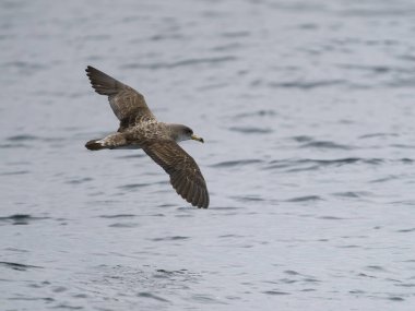 Cory 'nin yelkovan suyu, Calonectris borealis, uçan tek kuş, Scilly Adaları açıklarında, İngiltere, Ağustos 2024