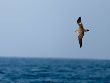 Cory 'nin yelkovan suyu, Calonectris borealis, uçan tek kuş, Scilly Adaları açıklarında, İngiltere, Ağustos 2024