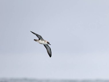 Büyük yelkovan kuşu, Puffinus gravis, uçan tek kuş, Scilly Adaları açıklarında, İngiltere, Ağustos 2024
