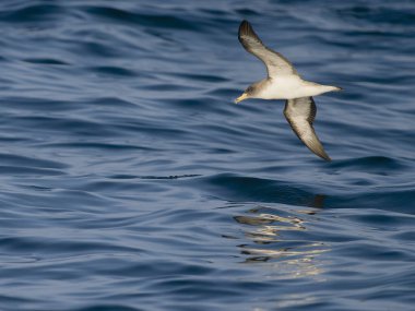 Cory 'nin yelkovan suyu, Calonectris borealis, uçan tek kuş, Scilly Adaları açıklarında, İngiltere, Ağustos 2024