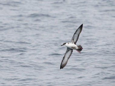 Büyük yelkovan kuşu, Puffinus gravis, uçan tek kuş, Scilly Adaları açıklarında, İngiltere, Ağustos 2024