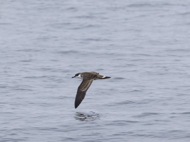 Great shearwater, Puffinus gravis, Single bird in flight, Off the Scilly Isles, UK, August 2024 clipart