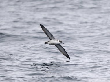 Great shearwater, Puffinus gravis, Single bird in flight, Off the Scilly Isles, UK, August 2024 clipart