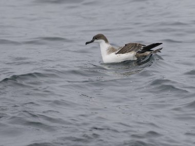 Great shearwater, Puffinus gravis, Single bird on water, Off the Scilly Isles, UK, August 2024 clipart