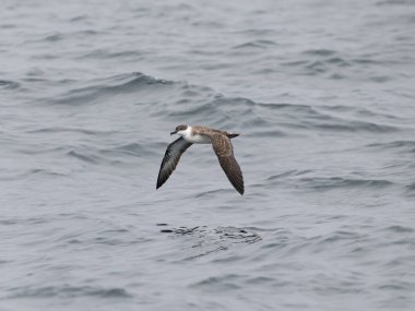 Büyük yelkovan kuşu, Puffinus gravis, uçan tek kuş, Scilly Adaları açıklarında, İngiltere, Ağustos 2024