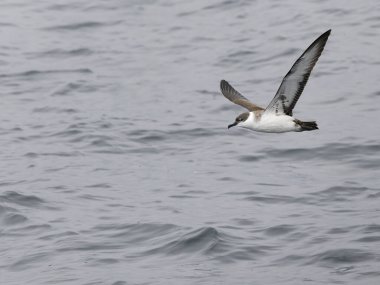 Büyük yelkovan kuşu, Puffinus gravis, uçan tek kuş, Scilly Adaları açıklarında, İngiltere, Ağustos 2024