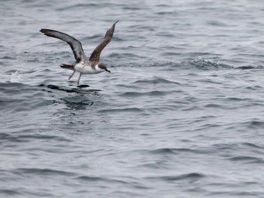 Büyük yelkovan kuşu, Puffinus gravis, uçan tek kuş, Scilly Adaları açıklarında, İngiltere, Ağustos 2024