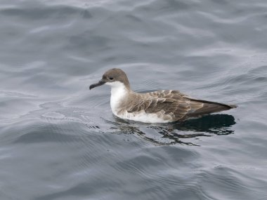 Great shearwater, Puffinus gravis, Single bird on water, Off the Scilly Isles, UK, August 2024 clipart