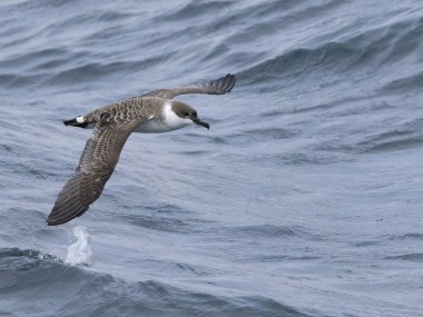 Büyük yelkovan kuşu, Puffinus gravis, uçan tek kuş, Scilly Adaları açıklarında, İngiltere, Ağustos 2024