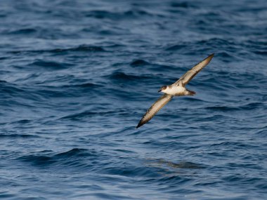 Büyük yelkovan kuşu, Puffinus gravis, uçan tek kuş, Scilly Adaları açıklarında, İngiltere, Ağustos 2024