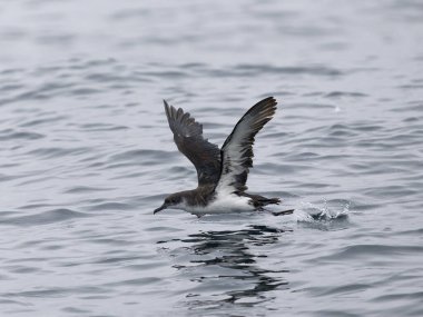Manx yelkovanı, Puffinus puffinus, uçan tek kuş, Scilly Adaları açıklarında, Ağustos 2024