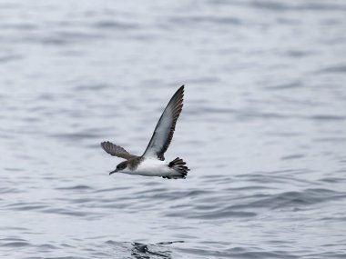 Manx yelkovanı, Puffinus puffinus, uçan tek kuş, Scilly Adaları açıklarında, Ağustos 2024