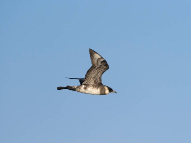 Pomarine skua ya da jaeger, Stercorarius pomarinus, uçan tek kuş, Scilly Adaları açıklarında, İngiltere, Ağustos 2024