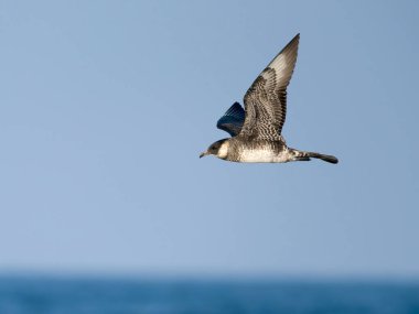 Pomarine skua ya da jaeger, Stercorarius pomarinus, uçan tek kuş, Scilly Adaları açıklarında, İngiltere, Ağustos 2024