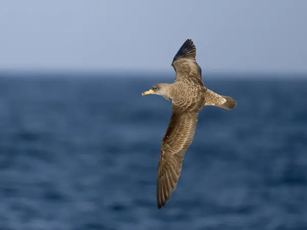 stock image Cory's shearwater, Calonectris borealis, Single bird in flight, Off the Scilly Isles, UK, August 2024