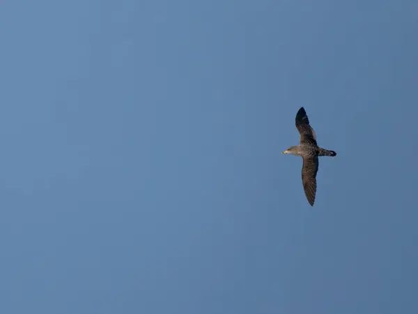 stock image Cory's shearwater, Calonectris borealis, Single bird in flight, Off the Scilly Isles, UK, August 2024