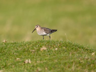 Dunlin, Calidris alpina, Single bird on grass, Cornwall, September 2024 clipart