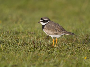Ringed plover, Charadrius hiaticula, Tek Çimenli Kuş, Cornwall, Eylül 2024