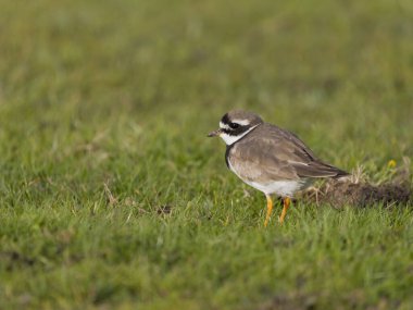 Ringed plover, Charadrius hiaticula, Tek Çimenli Kuş, Cornwall, Eylül 2024