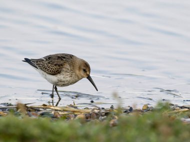 Dunlin, Calidris Alpina, tek su kuşu, Norfolk, Eylül 2024