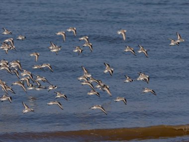 Sanderling, Calidris Alba, Norfolk, Eylül 2024
