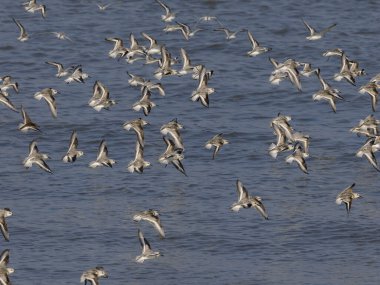 Sanderling, Calidris Alba, Norfolk, Eylül 2024