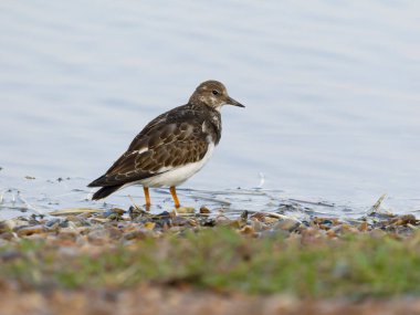 Turnstone, Arenaria tercümesi, su kenarındaki tek kuş, Norfolk, Eylül 2024