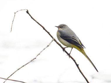 Gri kuyruk, Motacilla Cinerea, tek tek kuş, Batı Midlands, B902HS