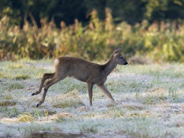 Roe geyiği, Capreolus Capreolus, çimenlerde koşan bekar kadın, Lancashire, Eylül 2024