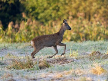 Roe geyiği, Capreolus Capreolus, çimenlerde koşan bekar kadın, Lancashire, Eylül 2024