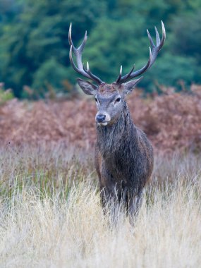 Kızıl geyik, Cervus Elaphus, otların üzerinde bekar erkek, Richmond Park, İngiltere. Ekim 2024