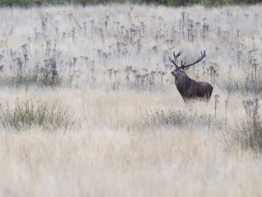 Kızıl geyik, Cervus Elaphus, otların üzerinde bekar erkek, Richmond Park, İngiltere. Ekim 2024