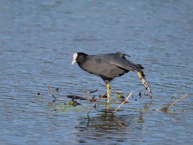 Eurasian coot, Fulica atra, single bird by water, London, October 2024 clipart