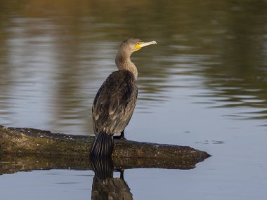 Great cormorant, Phalacrocorax carbo, single bird on log in water, London, October 2024 clipart