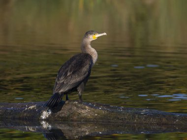 Büyük karabatak, Phalacrocorax karbonhidrat, Londra, Ekim 2024